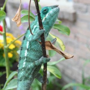 a garden adventure