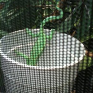 Make sure your little one can get into the cup or hang from a place to eat.