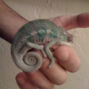 Niles getting ready to sleep on 9/15/11