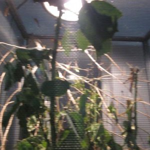 Nymph Bird Hoppers in a Holding Terrarium