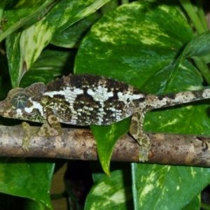 jacksonii merumontanus - female #2