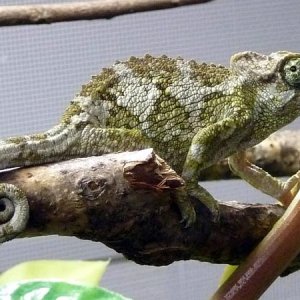 jacksonii merumontanus - female #1