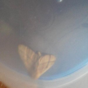 moth3
