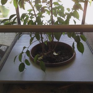 The Ficus pot sits below the cage floor. I like the look and easy cleaning.