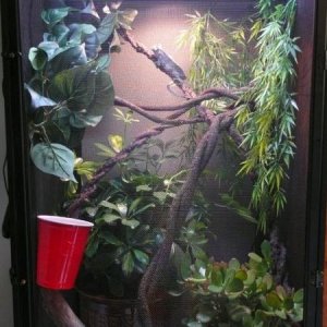 Wiley's enclosure.  Reptribreeze with schefflera, jade plant, assorted vines.  Reptisun 5.0 and basking light.  Also have a mist king system in here a