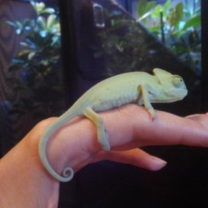 3 months