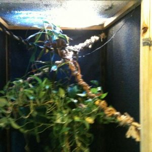 His cage without the fake tree