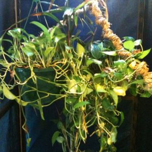 2 pothes hanging potter plants