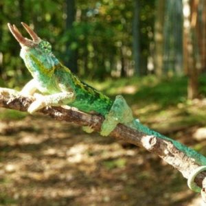 j. jacksonii male #2
