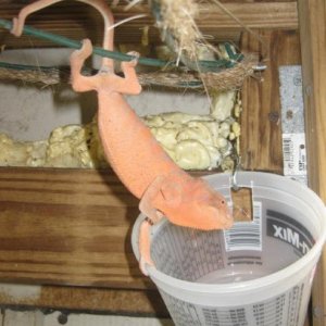 orange girl