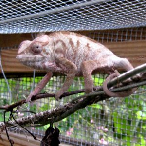 female from Tripod, Chameleon Company