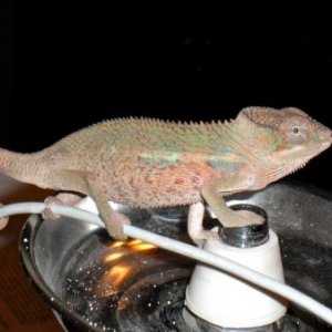 SAM 0544