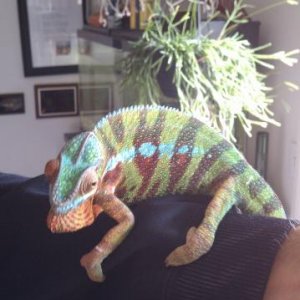 Marty