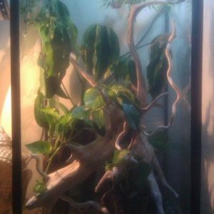 TERRARIUM