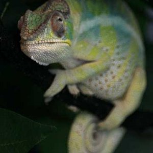 darwins sleeping colors 10-12-11