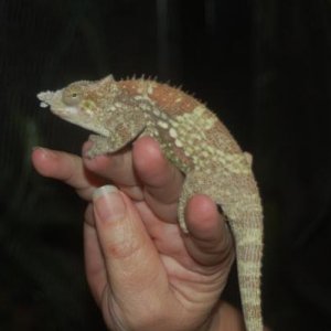 another picture