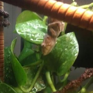 Calliope 8/23/2011