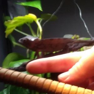 Calliope comparison on 1st day 8/23