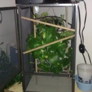 Calliope's first cage 8/2011