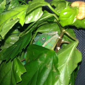 Leviathan's leaf cave!