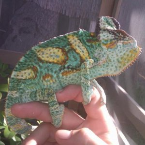 my new veiled with a flat top