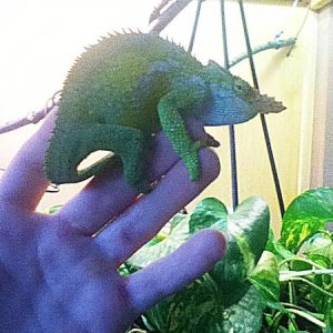 zilla on my hand :)))