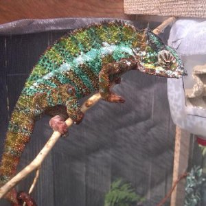 him checking out some food