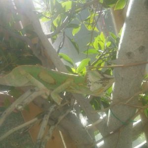 veild 2