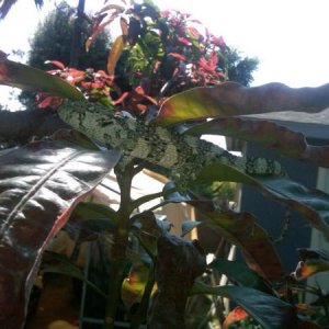 the baby in the mango tree