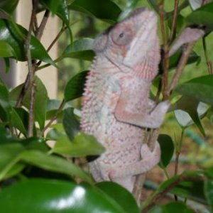 SAM 0546