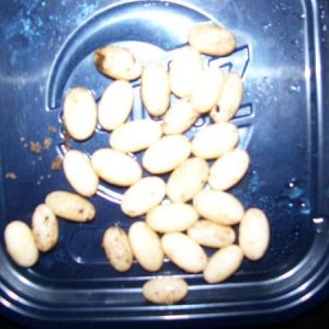Lily'1st clutch 28 eggs 27grams