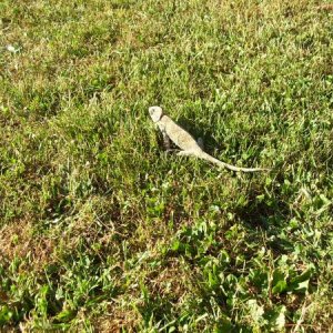 First time ever on grass :(
