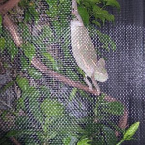 hanging