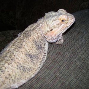 Elliot-!st beardie