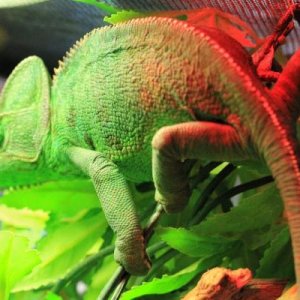 Salsa
My big girl!