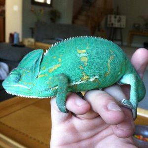 IMG 0528