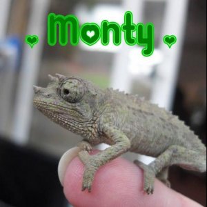 Monty 'DinkyDinosaur'!