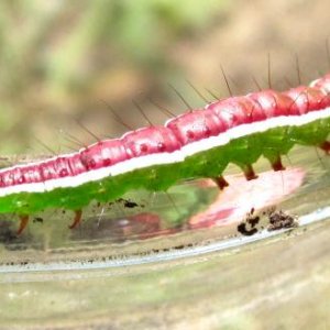 caterpillar, used as fish bait haha