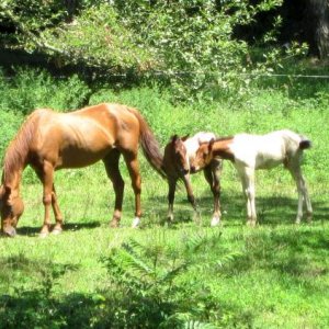a horse with a foal baby sitting another horses foal