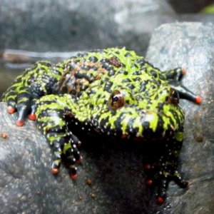 fire belly toad in petco