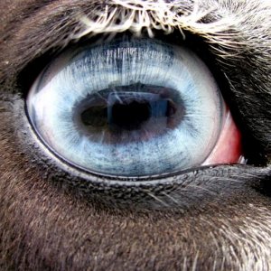my horse's eye