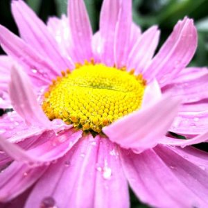 a pink daisy