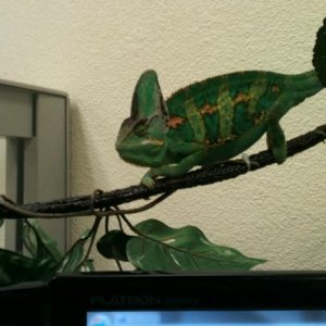 Who needs a basking light