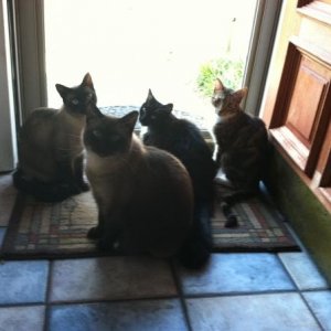 all my cats!