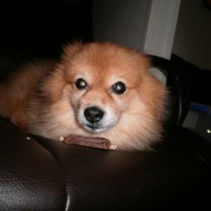 14 Year Old Pomeranian

Lord Krang Chang Mang