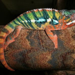 Ace of Spades
BB Ambilobe
Sire: Bonaroo
Hatch Date: 10-12-10