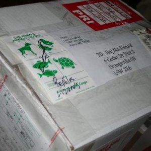 box of joy