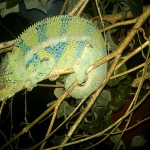 Mr.Mean sleeping