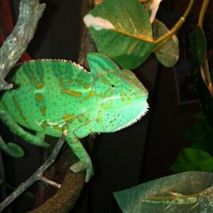 IMG 0574