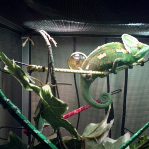 Lost him back in November 2012... Cage fell over and he vanished..So long Sambo